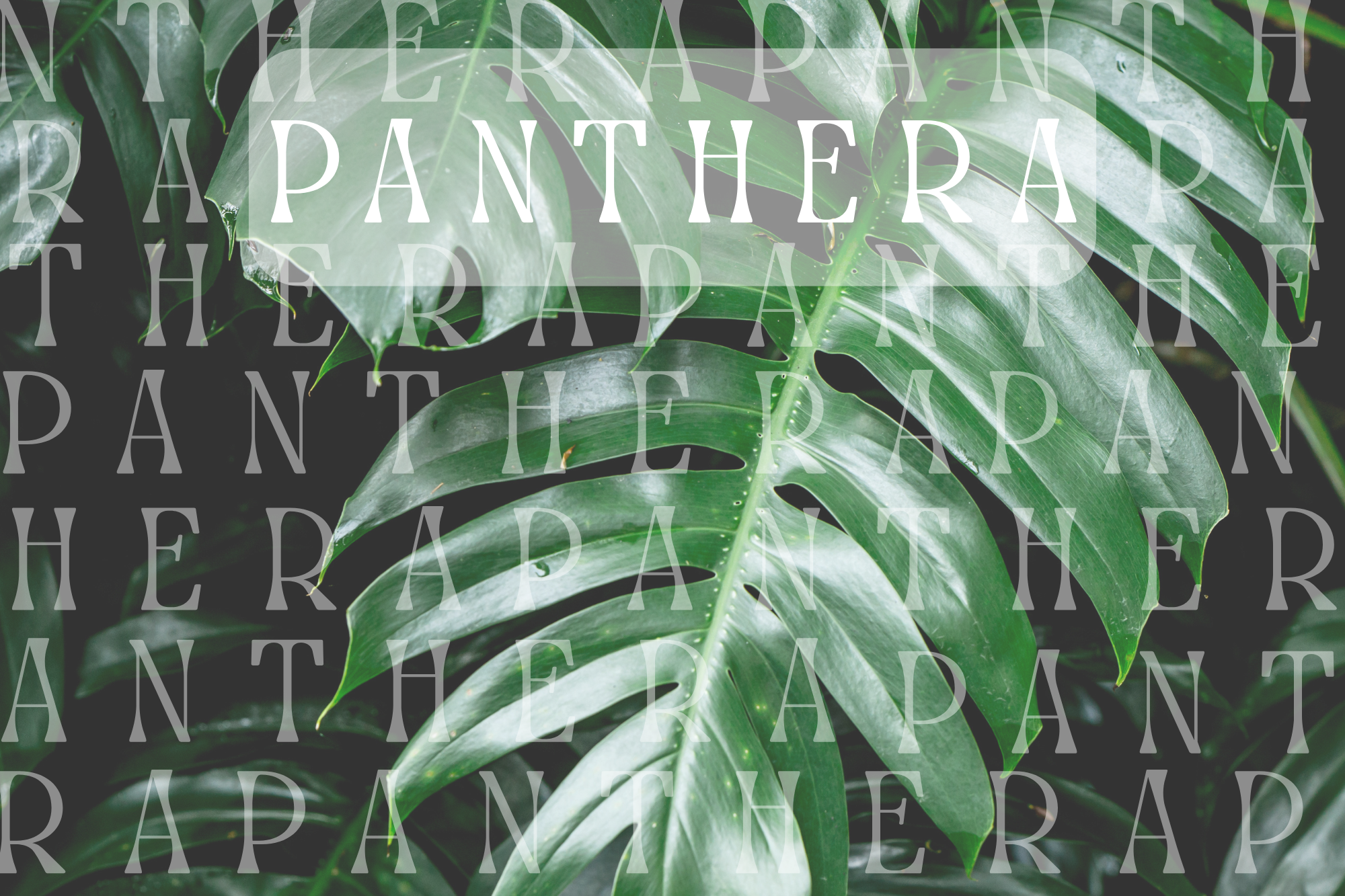 Panthera Collective